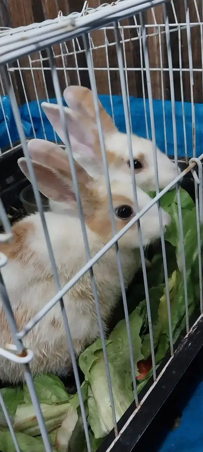 خرگوش|موش و خرگوش|درگهان, |دیوار