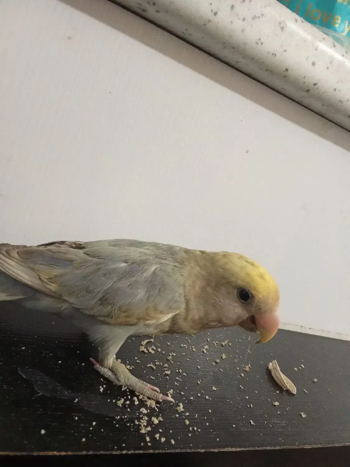 گمشده|پرنده|کاشان, فاز ۲ ناجی آباد|دیوار