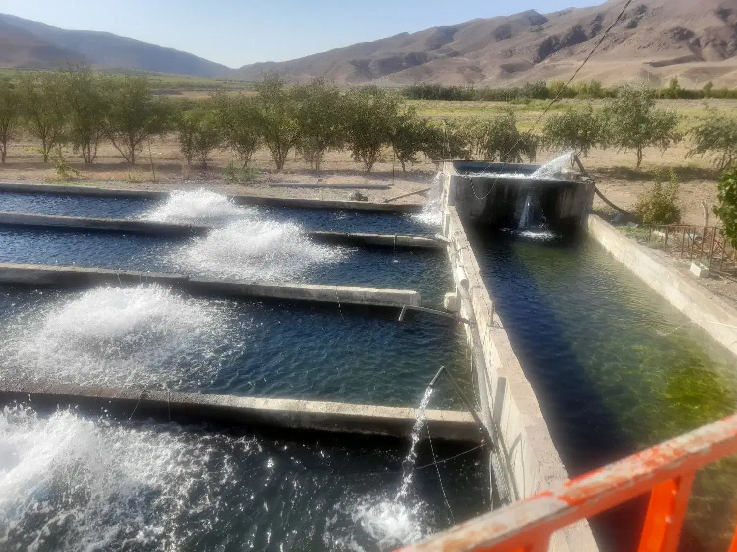 فروش پرورش ماهی|فروش دفتر صنعتی، کشاورزی، تجاری|ماهنشان, |دیوار