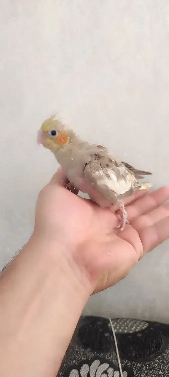 جوجه عروس هلندی اهویی|پرنده|قم, حنیف نژاد|دیوار