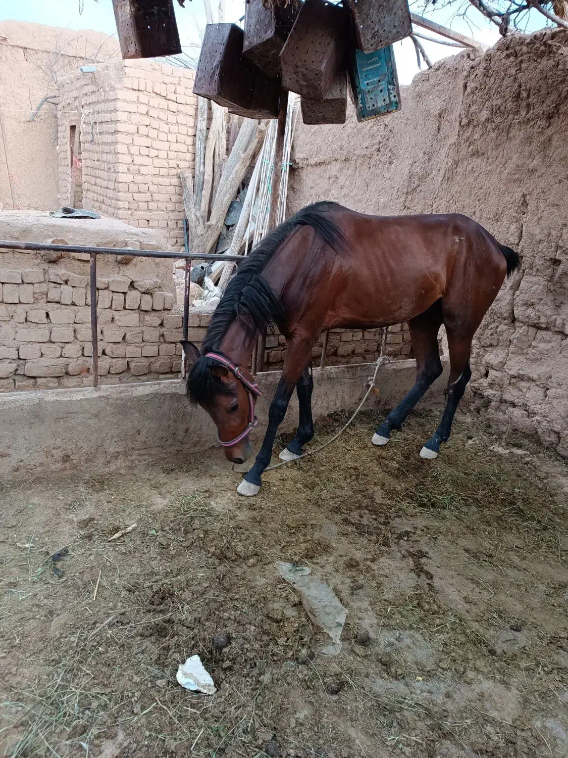 عرب ایرانی|اسب و تجهیزات اسبسواری|تاکستان, |دیوار