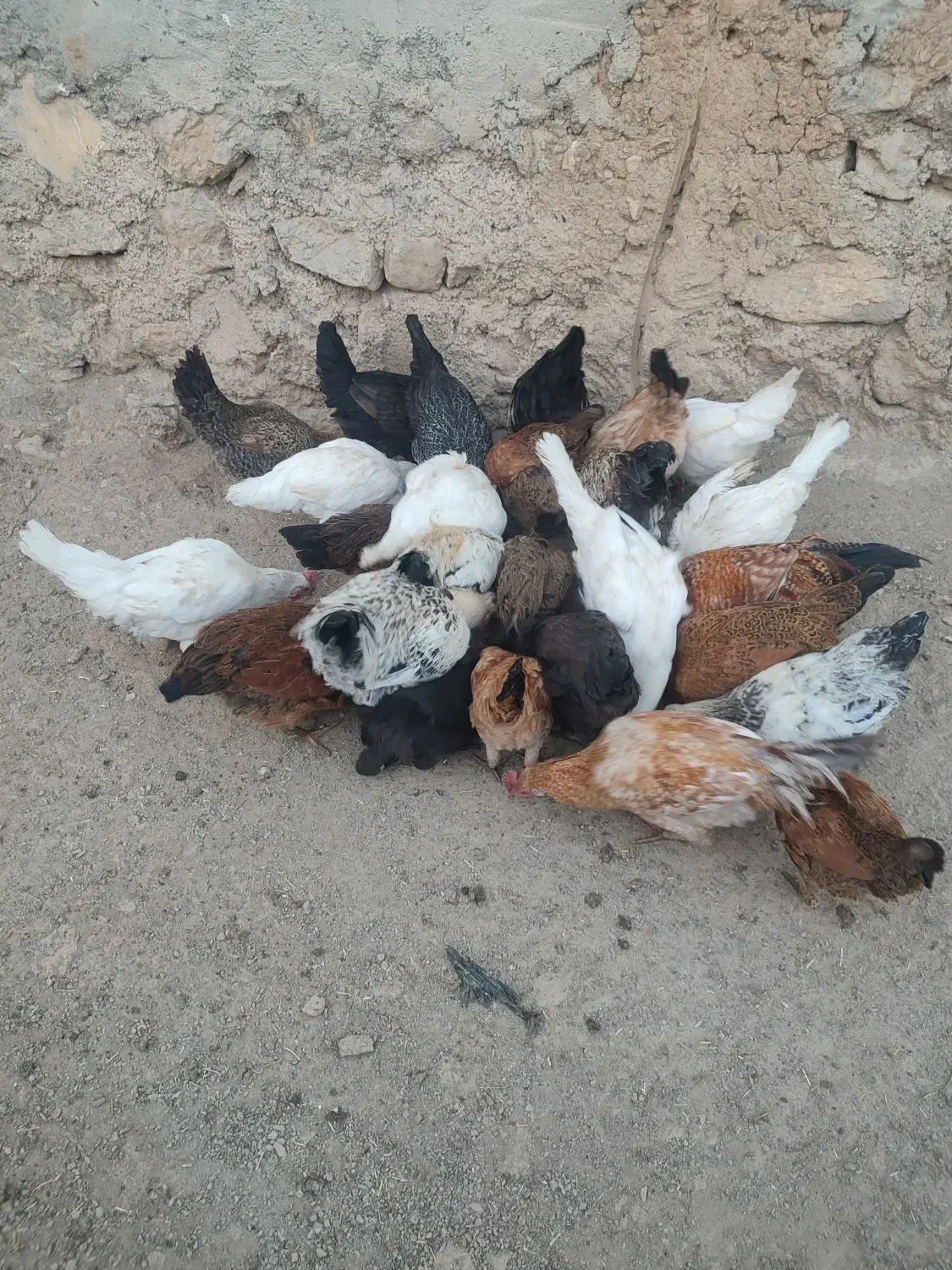 20دانه مرغ خروس محلی|حیوانات مزرعه|ایواوغلی, |دیوار