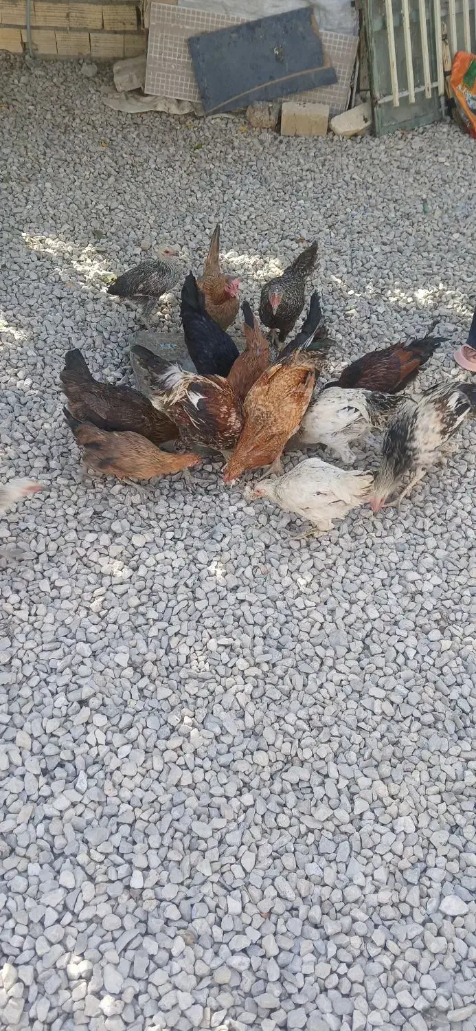 مرغ و خروس|حیوانات مزرعه|رومشکان, |دیوار