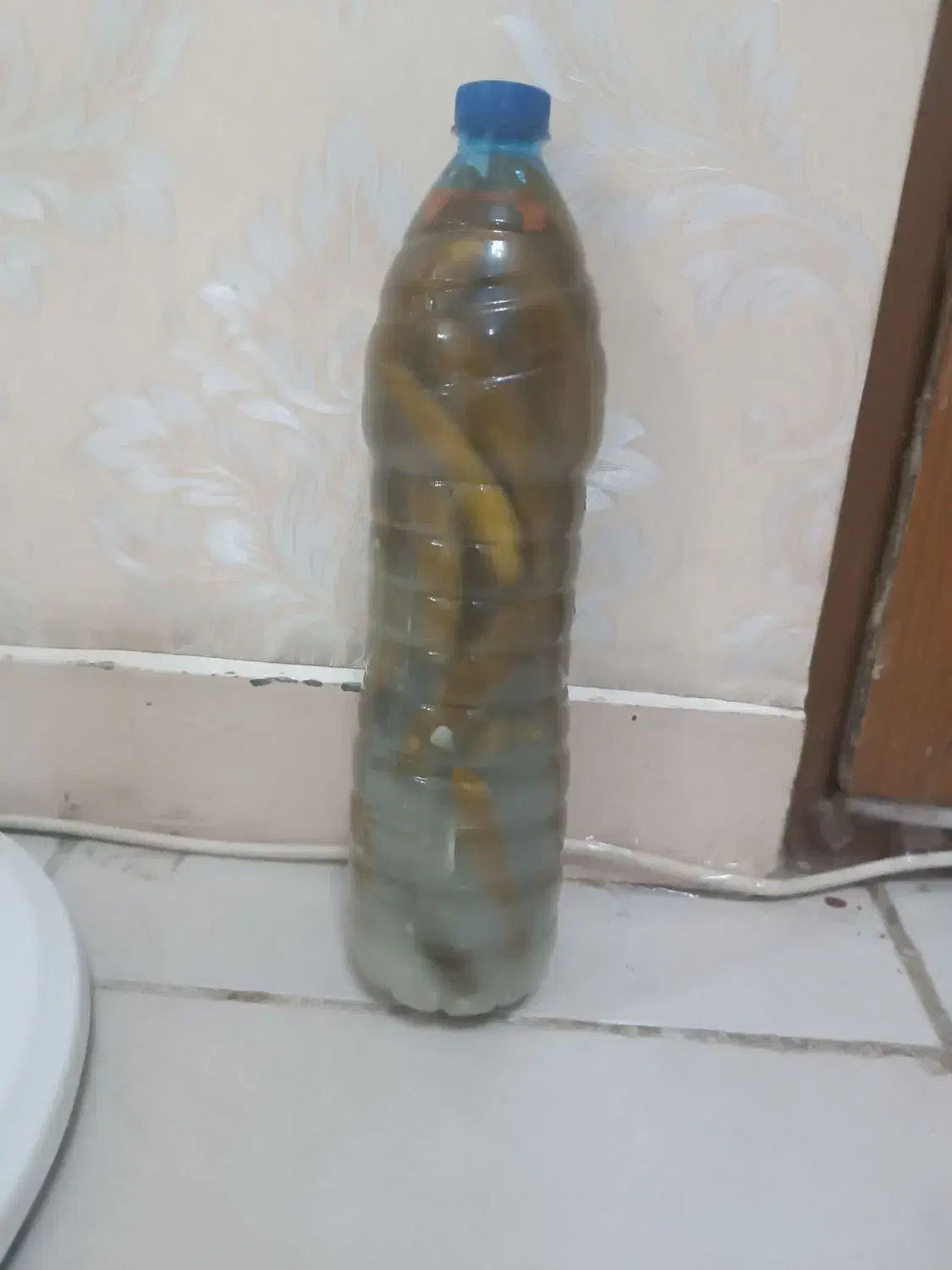 خیارشور خانگی|خوردنی و آشامیدنی|اهواز, یوسفی|دیوار