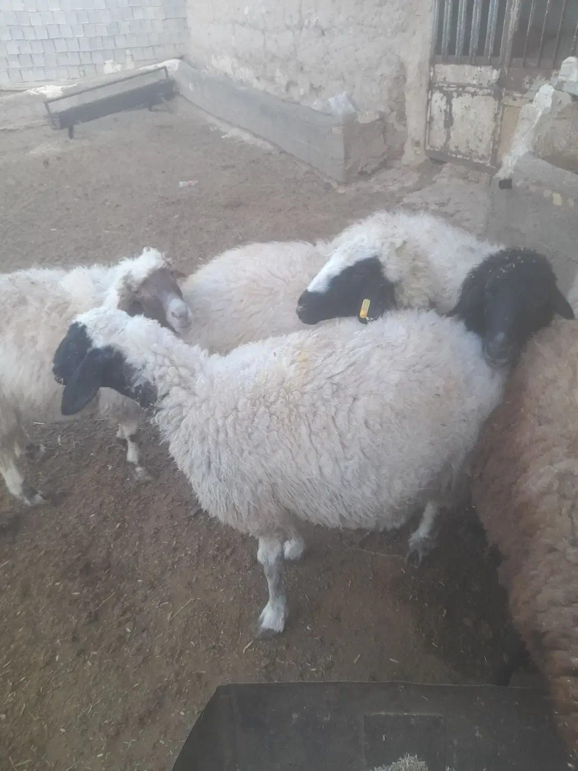 میش اوست جوان درشت|حیوانات مزرعه|تربت جام, جلگه موسی آباد|دیوار