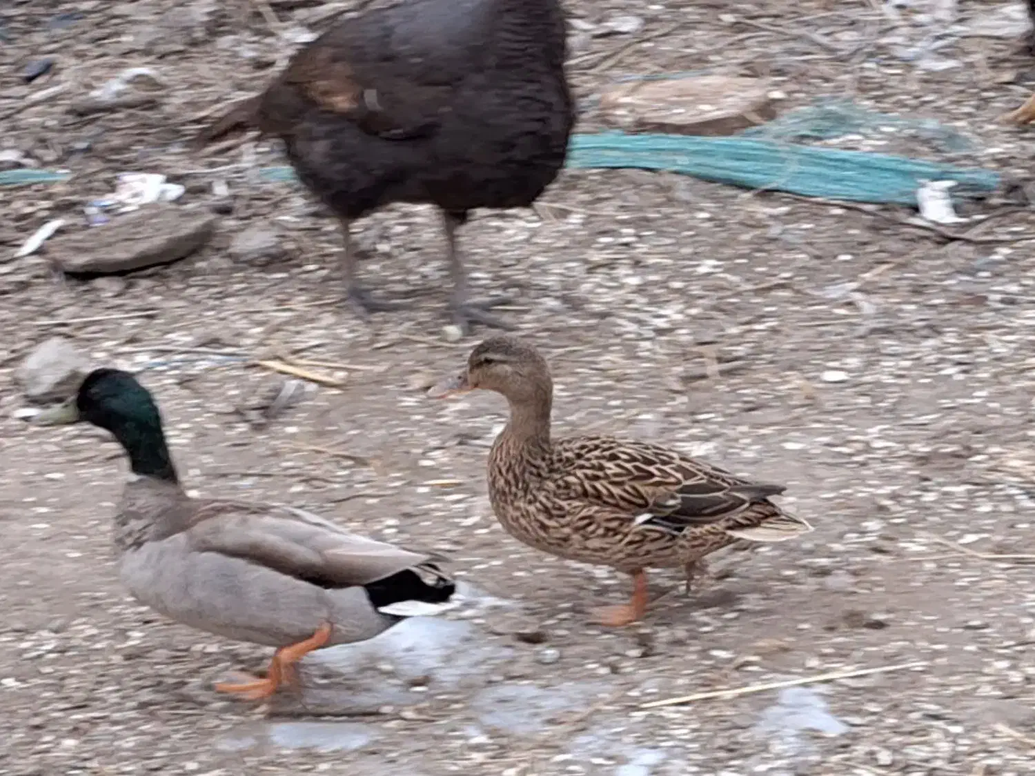 اردک پروازی|حیوانات مزرعه|رشت, جانبازان|دیوار