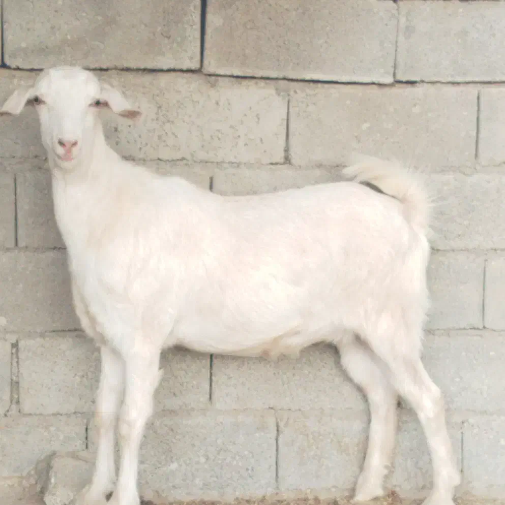 تیشتر  سانن|حیوانات مزرعه|سر آسیاب یوسفی, |دیوار