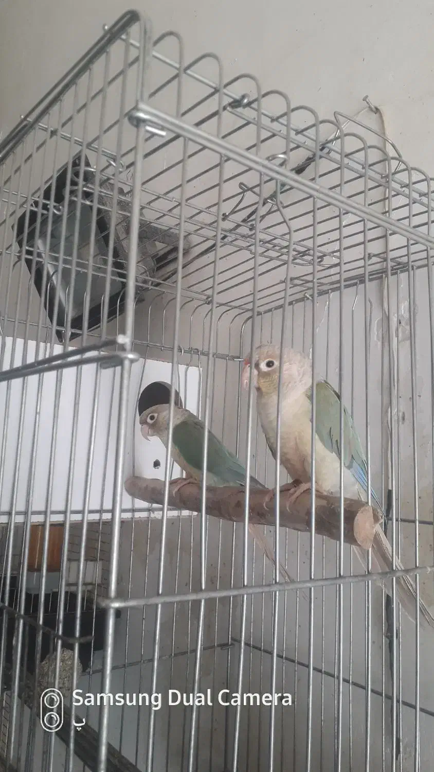 گرنچیک مولد|پرنده|آران و بیدگل, |دیوار