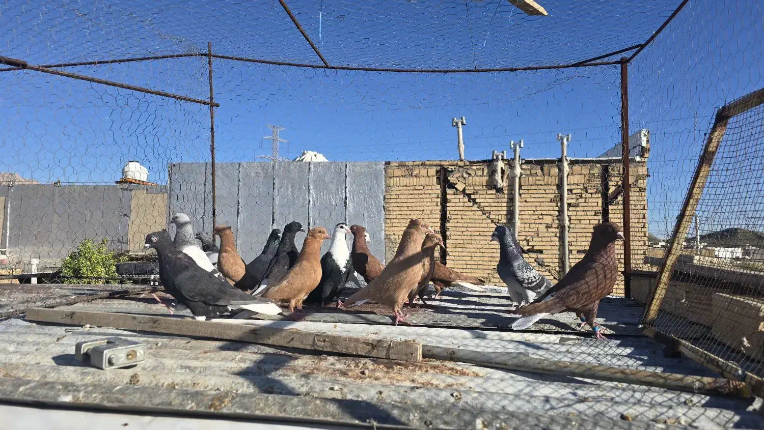 ۱۸ تا رنگی|پرنده|شیراز, شهرک مهدی‌آباد|دیوار