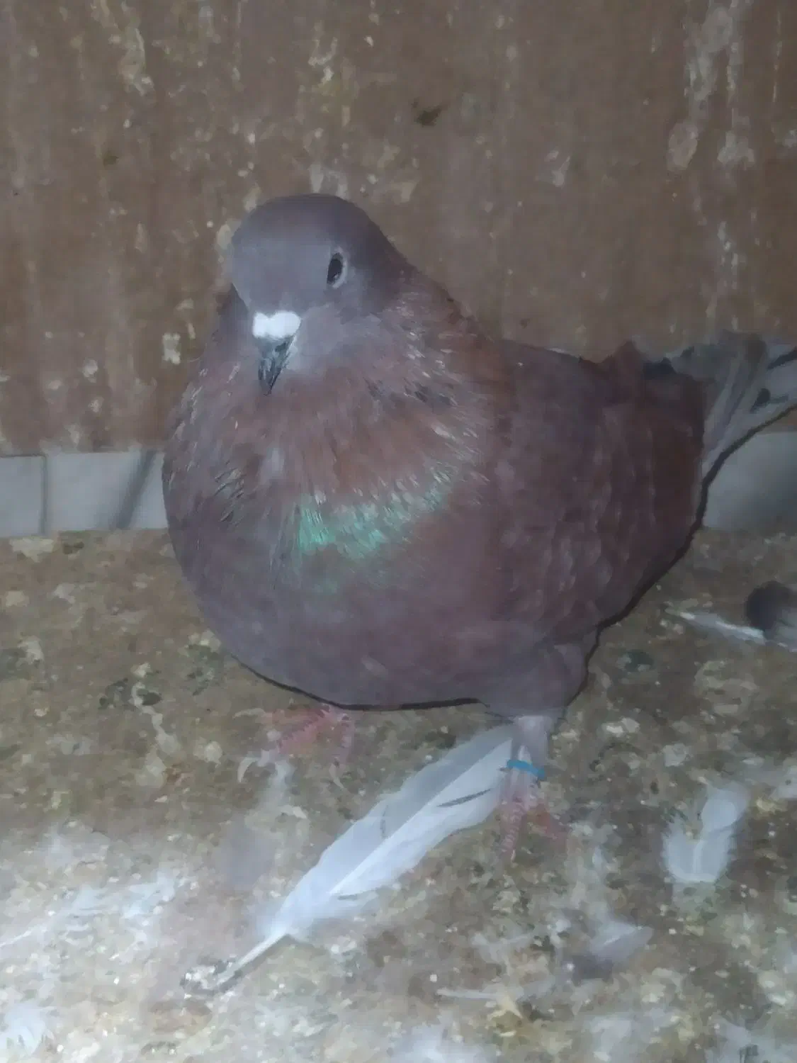 کبوتر قرمز پرشی از نسل گرگی|پرنده|قائمشهر, |دیوار