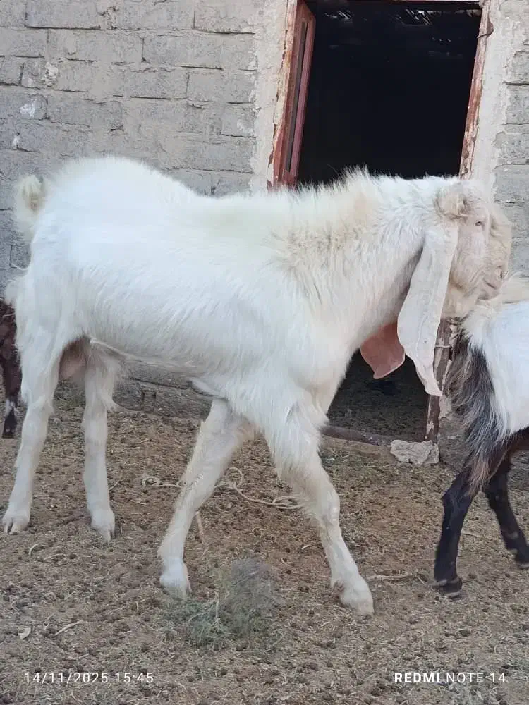 تکشاد گلابی اصل با پلنگی و کاموری|حیوانات مزرعه|هامون, |دیوار