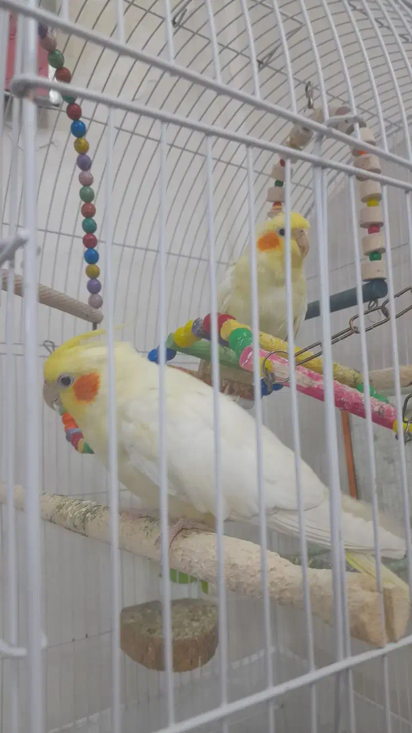 عروس هلندی بالغ وبازی گوش|پرنده|مشهد, شهرک شیرین|دیوار