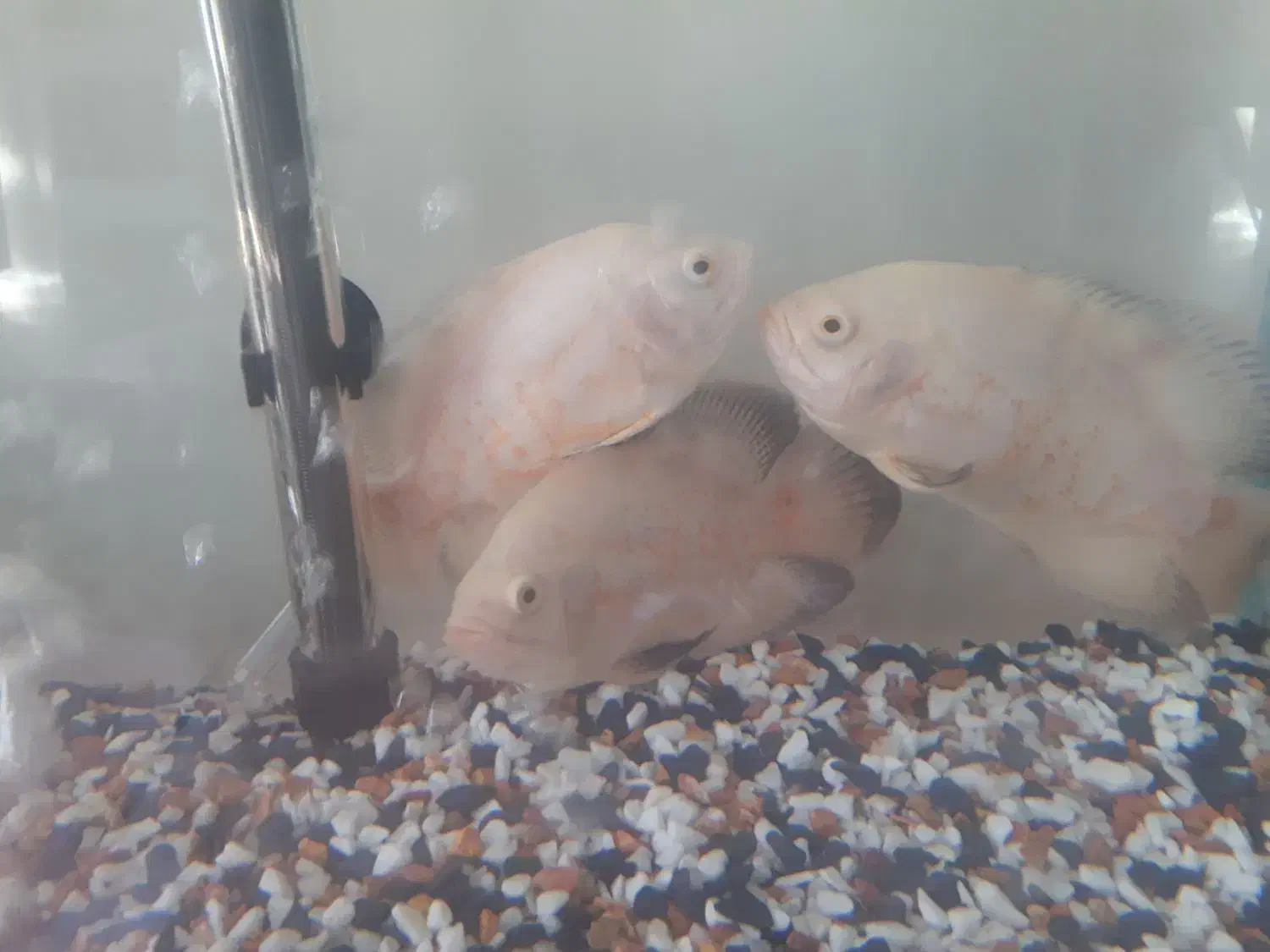 ماهی اسکار سفید|ماهی|گرگان, |دیوار