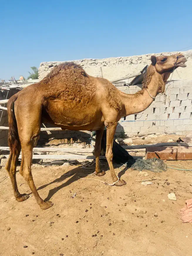 شتر|حیوانات مزرعه|قشم, |دیوار