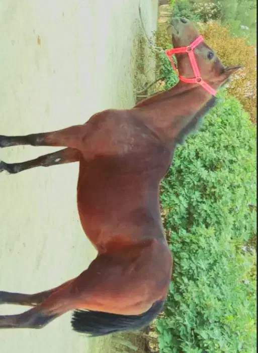 مادیان عرب ( کره براری)|اسب و تجهیزات اسبسواری|خرمآباد, |دیوار