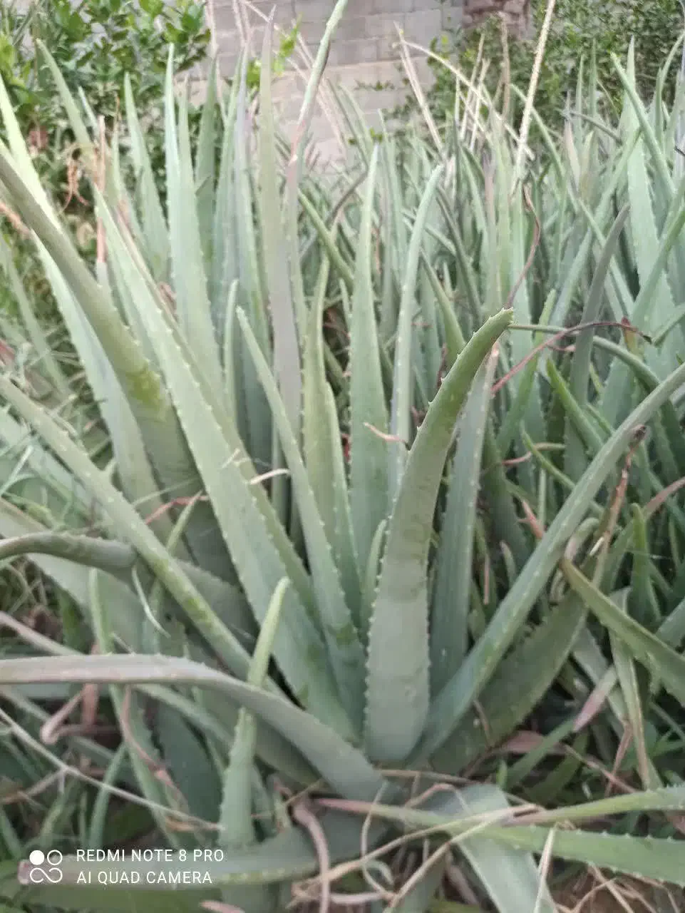 آلوورا|گل و گیاه طبیعی|جهرم, |دیوار