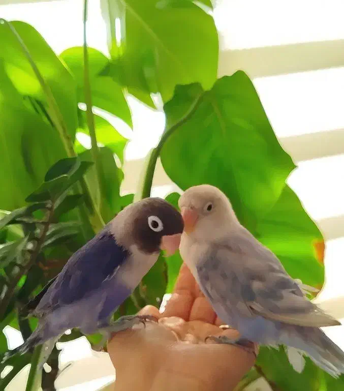 طوطی برزیلی رنگ خاص|پرنده|قم, حنیف نژاد|دیوار