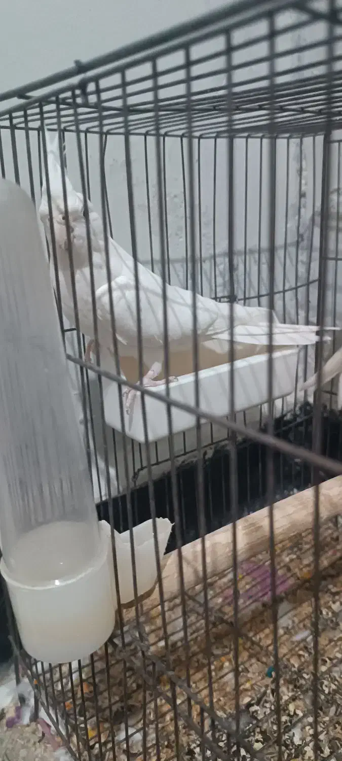 طوطی ماده البینو|پرنده|اندیمشک, |دیوار