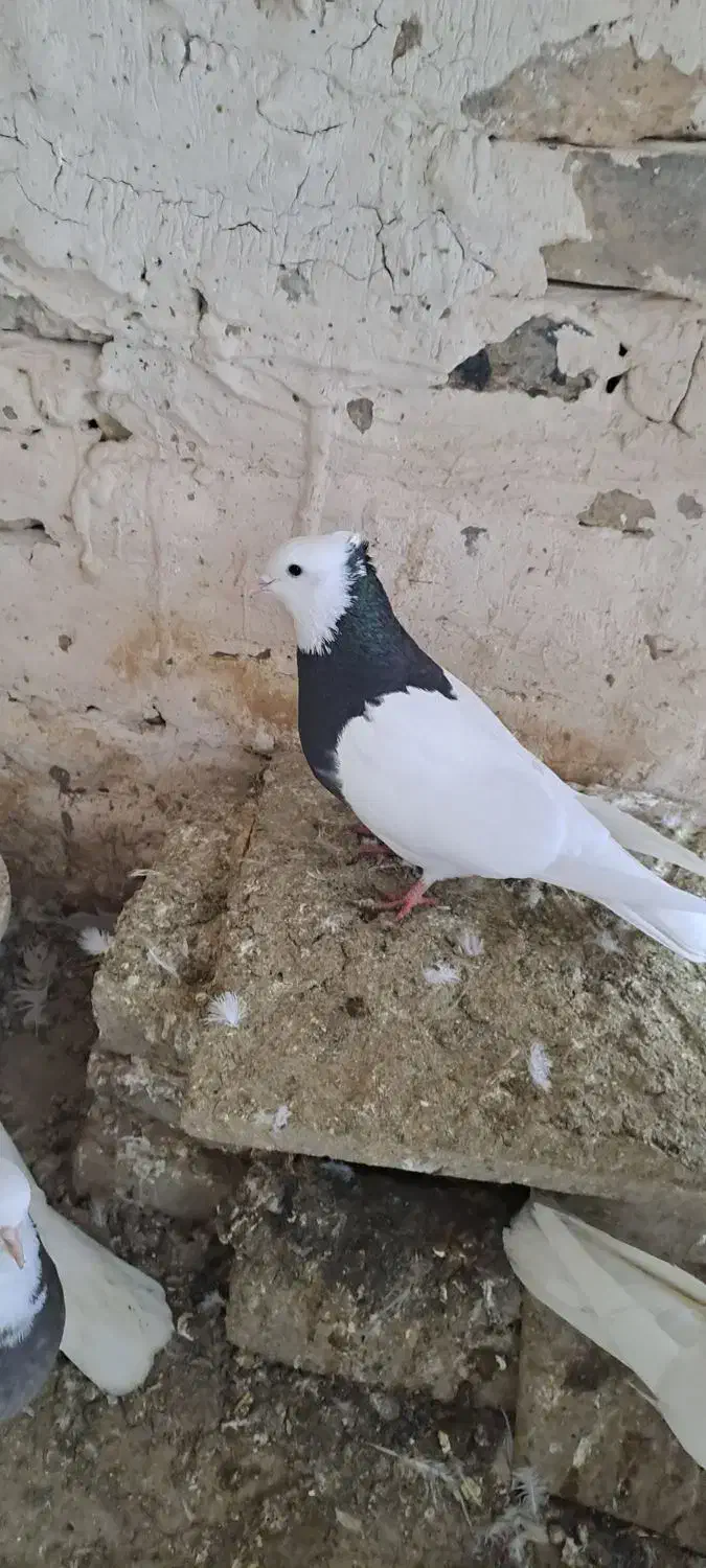 کفتر طوقی|پرنده|مشهد, هفده شهریور|دیوار