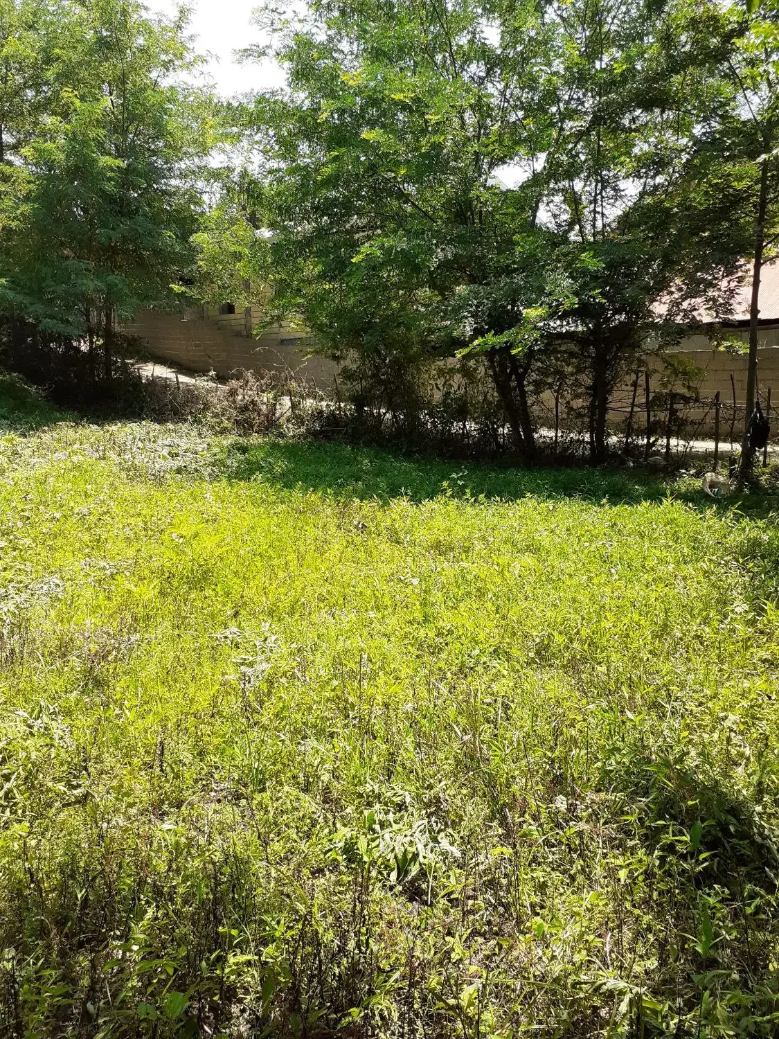 زمین ۸۴۰ متری در جاده ماسوله|فروش زمین و ملک کلنگی|ماکلوان, |دیوار