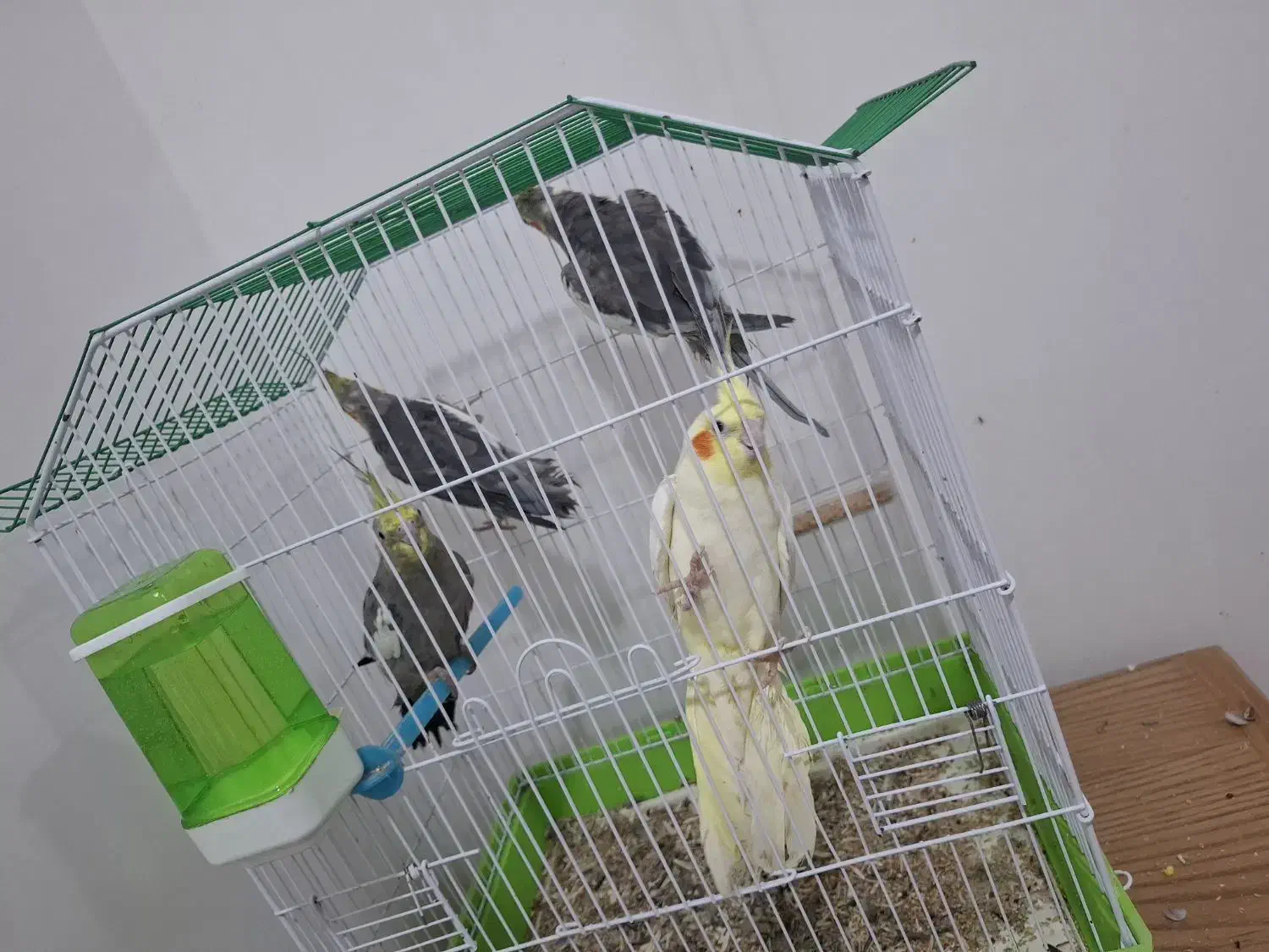 عروس هلندی|پرنده|خرمشهر, |دیوار