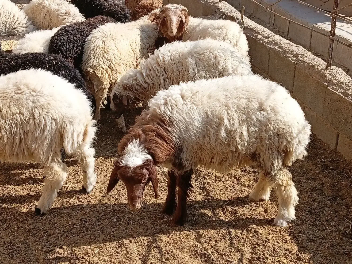 فروش ۱۵ راس بره عربی صادراتی نر|حیوانات مزرعه|طسوج, |دیوار