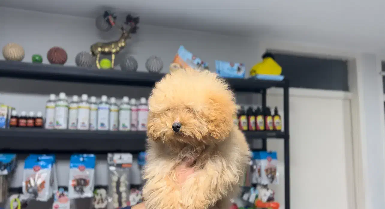 تاینی توی پودل تیپ کره ای|سگ|تهران, شهرک آزمایش|دیوار