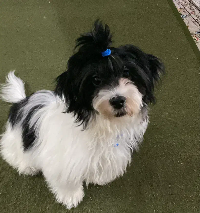 واگذاری صگ|سگ|یزد, |دیوار