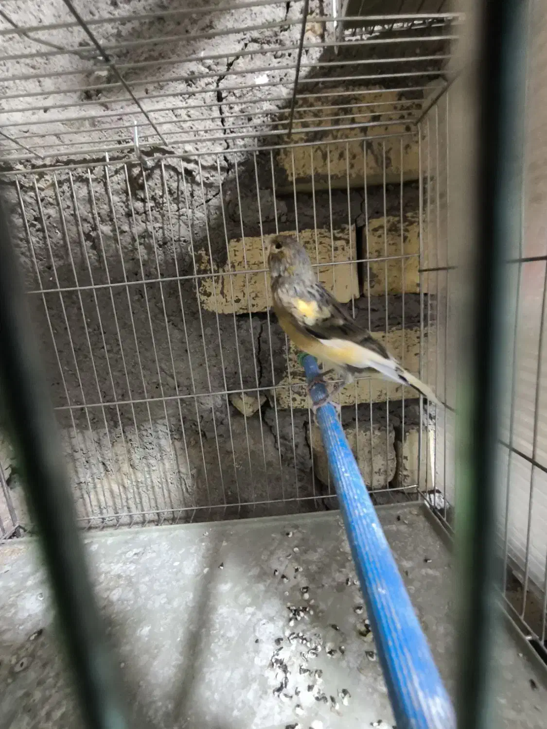 قناری|پرنده|تاکستان, |دیوار