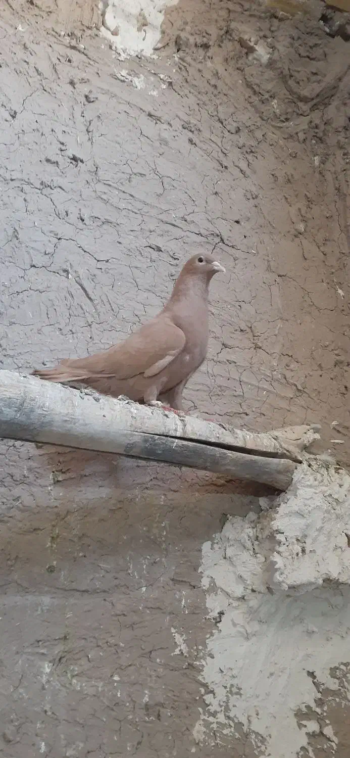 کفتر زرد|پرنده|تایباد, |دیوار