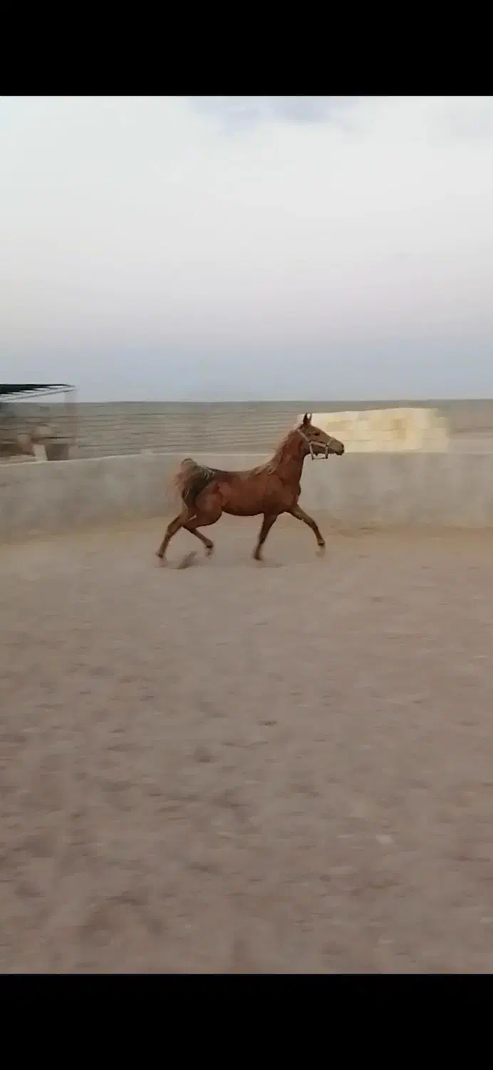 کره مادیون عرب یکسر|اسب و تجهیزات اسبسواری|یزد, |دیوار