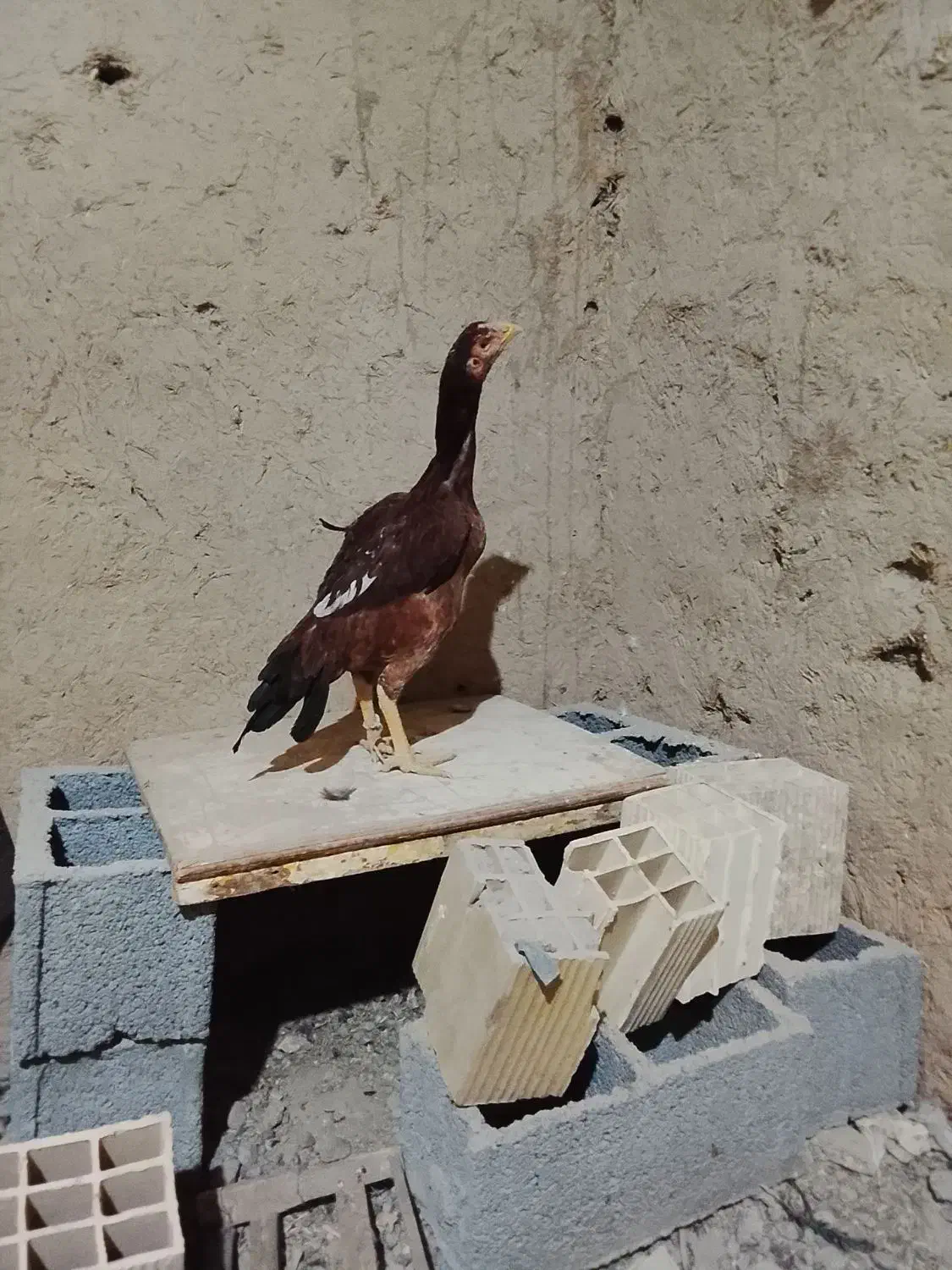 مرغ لاری|حیوانات مزرعه|بلورد, |دیوار