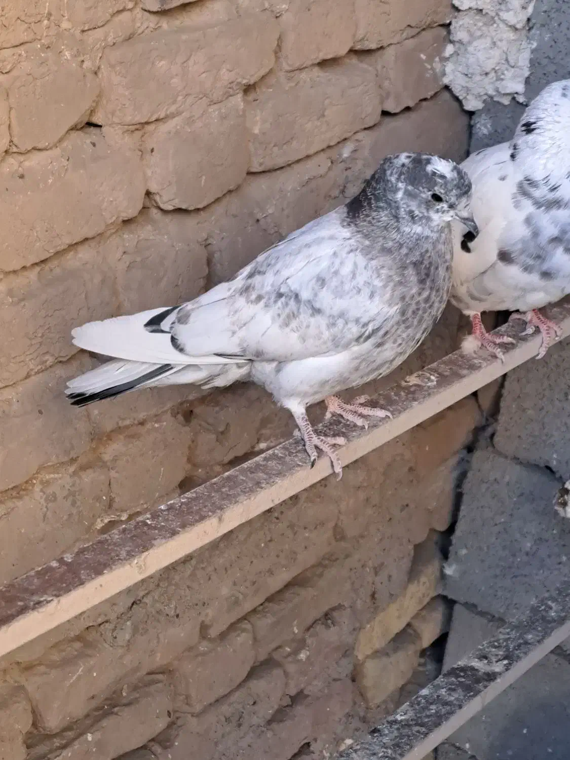 کبوتر آماده جلد کردن|پرنده|زید آباد, |دیوار