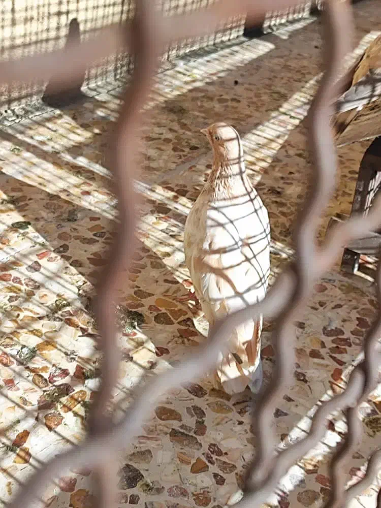 گلوپ|پرنده|ایذه, |دیوار