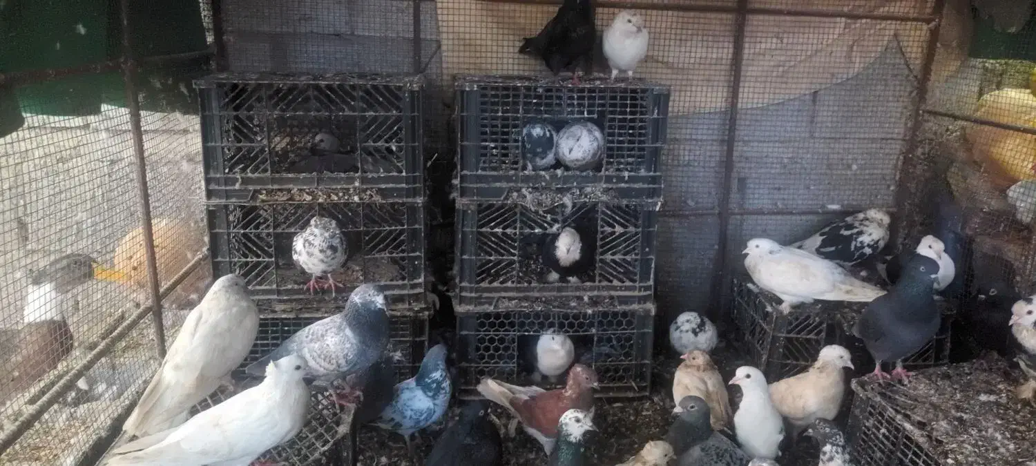 فروش کبوتر|پرنده|میناب, |دیوار