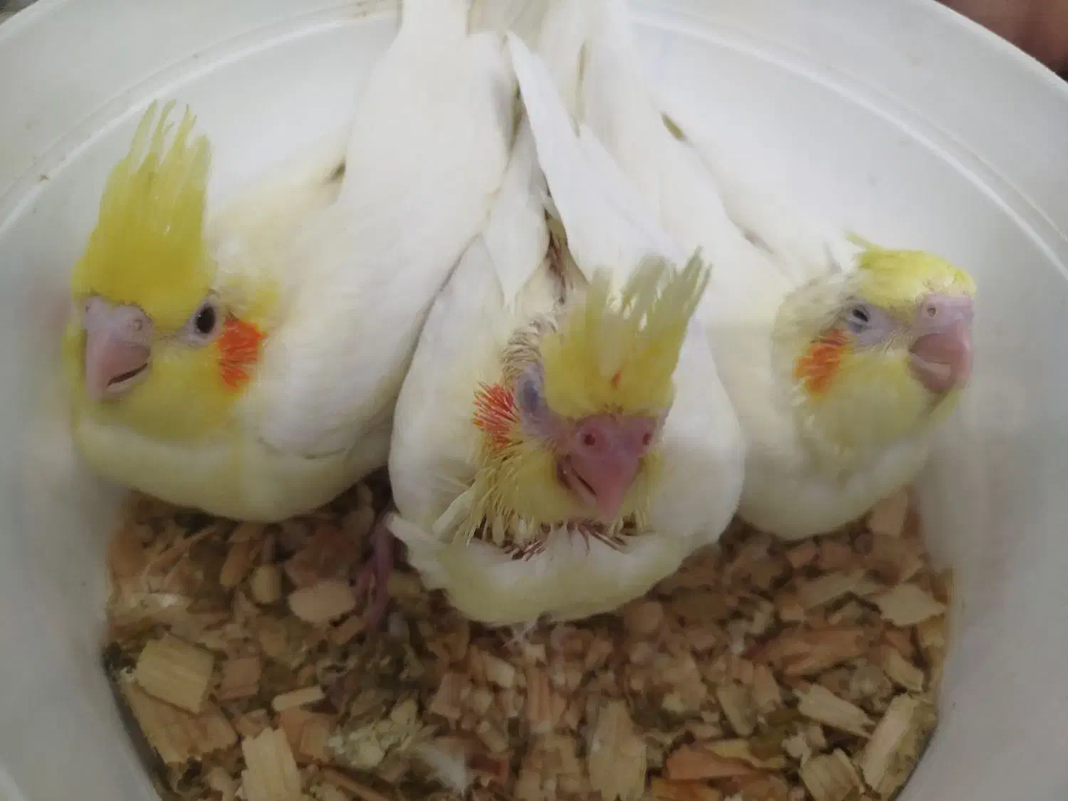 عروس هلندی نر ماده|پرنده|شاهین‌شهر, شهرک گلدیس|دیوار