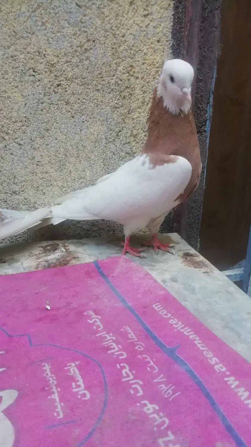 جوجه رنگی|حیوانات مزرعه|مشهد, امیرآباد|دیوار