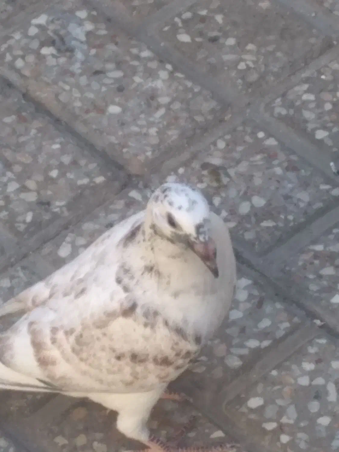 جوجه‌کفتر|پرنده|مشهد, نیزه|دیوار