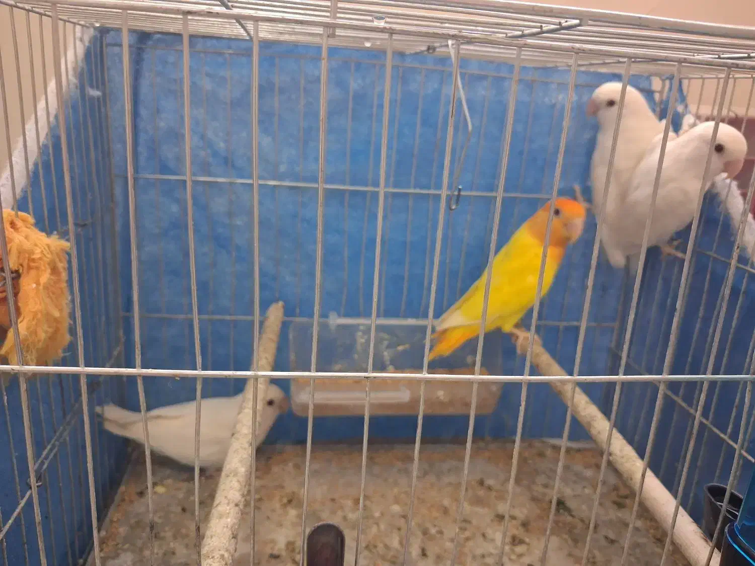 طوطی کوتوله برزیلی.نژاد آلبینو و اوپال کله نارنجی|پرنده|اصفهان, آبشار|دیوار