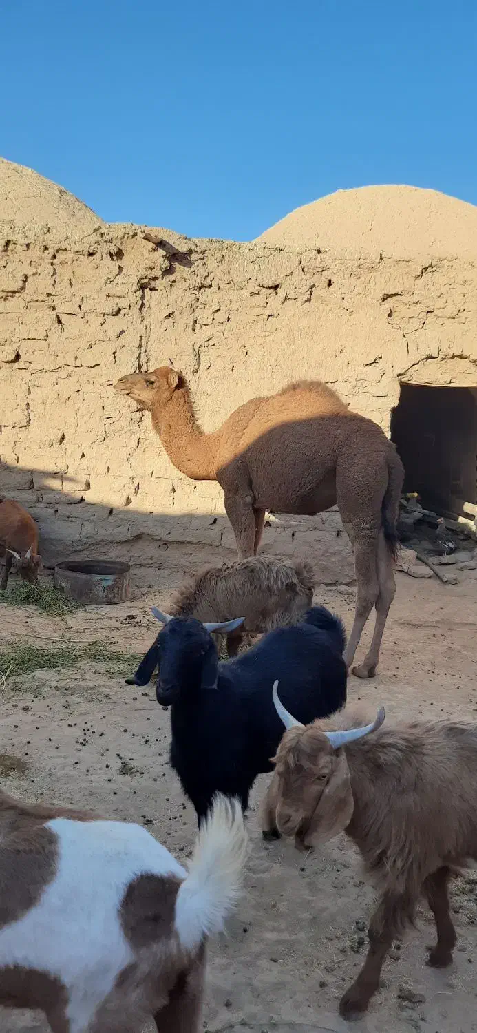 حق بلبون|حیوانات مزرعه|جلگه ماژان, |دیوار