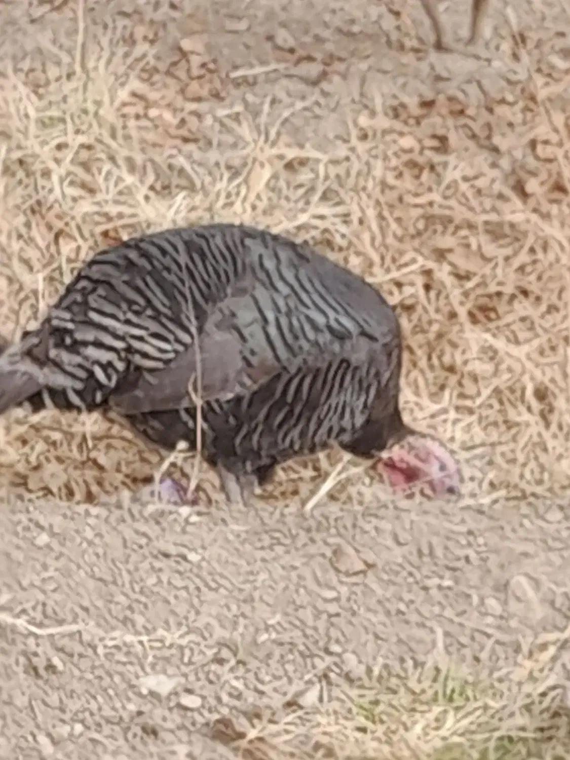 بوقلمون، ماده تخم گذار|حیوانات مزرعه|نیشابور, فخریه|دیوار