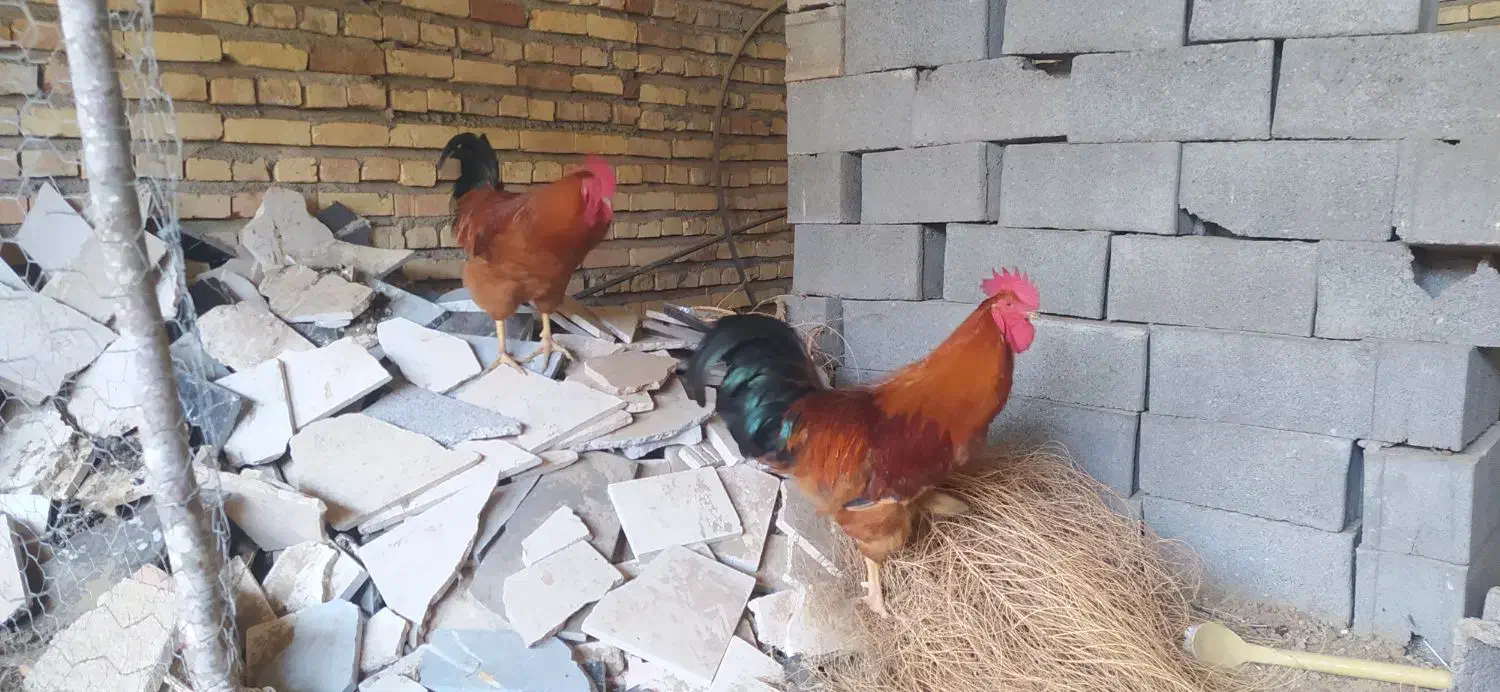 خروس محلی بالغ|حیوانات مزرعه|سورک, |دیوار