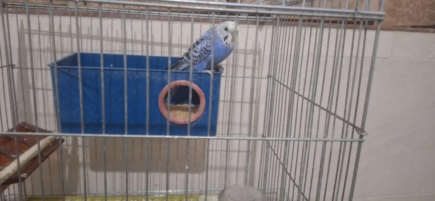 ۴ عدد مرغ عشق|پرنده|مرودشت, ابوذر شمالی|دیوار