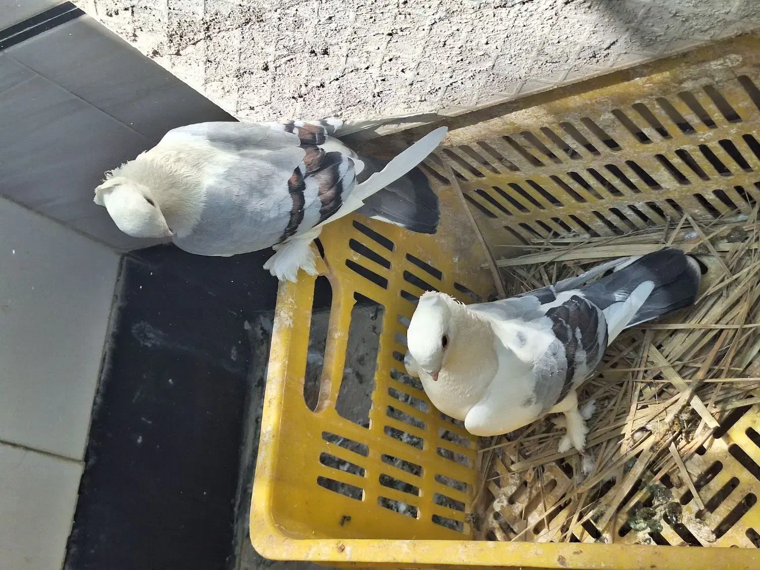 فروش تعدادی کبوتر|پرنده|هندیجان, |دیوار