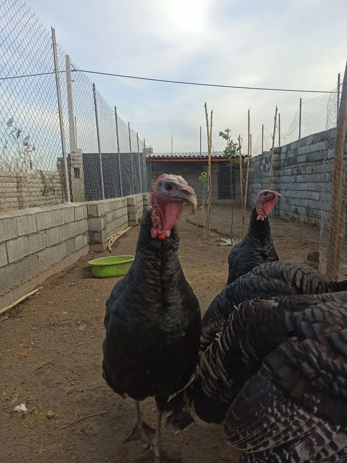 بوقلمون نر محلی|حیوانات مزرعه|سرخرود, |دیوار