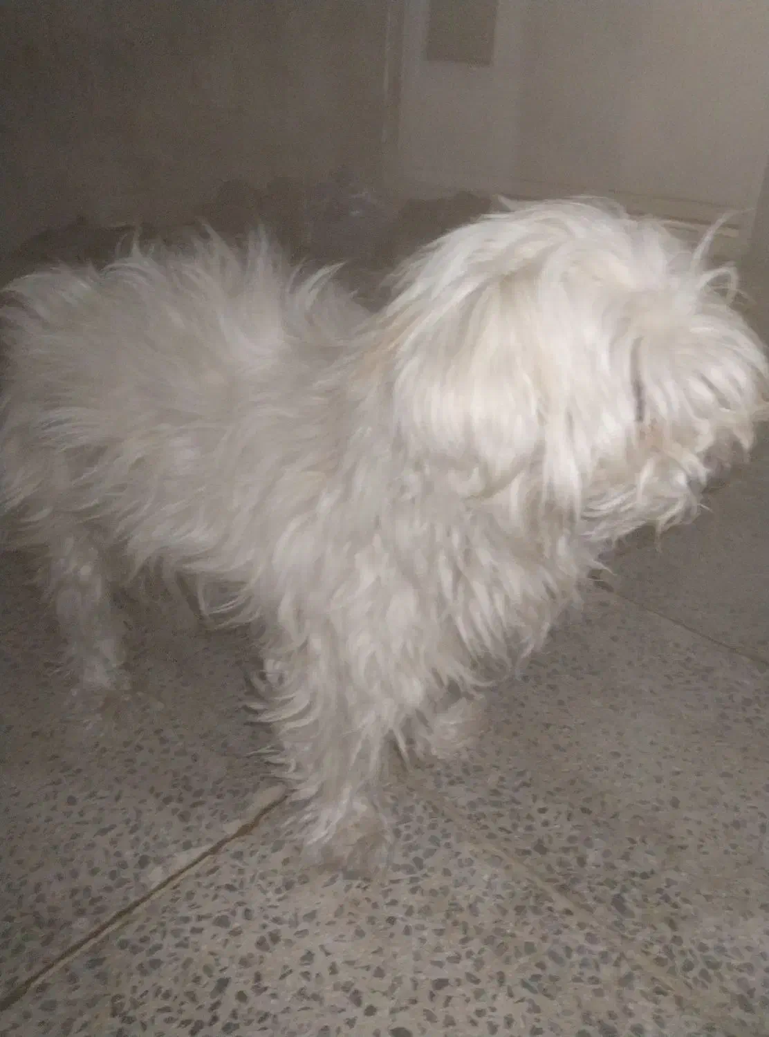 تول|سگ|ملایر, |دیوار