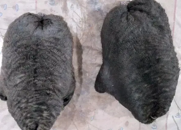 خیگ ترو تمیز|ظروف نگهدارنده، پلاستیکی، یکبارمصرف|ایذه, |دیوار