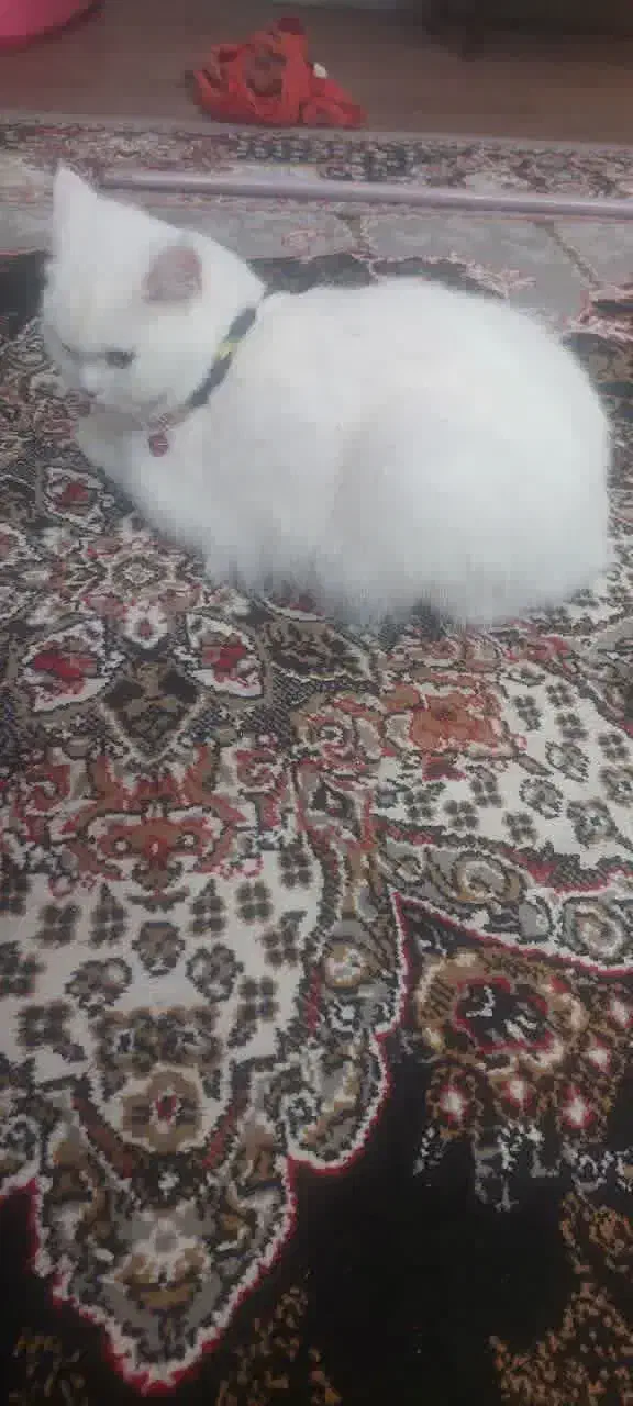 گربه ی تربیت شده پرشین|گربه|کاشمر, |دیوار