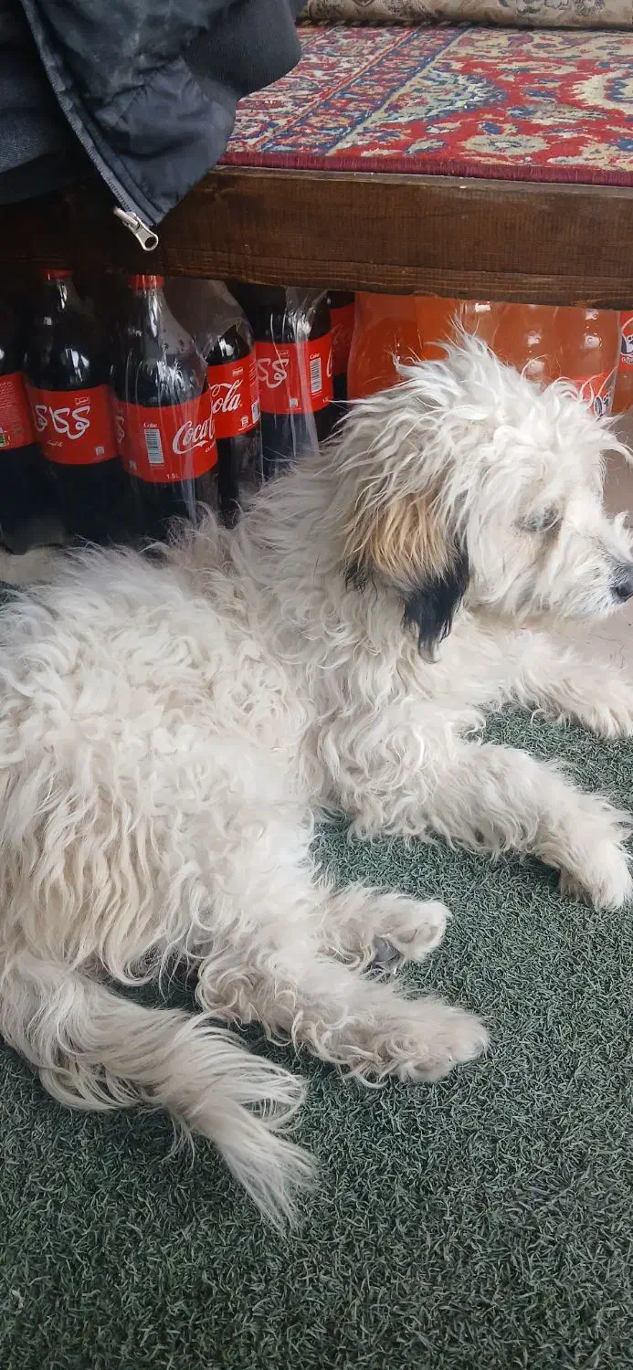 سگ خارجی|سگ|بروجرد, |دیوار