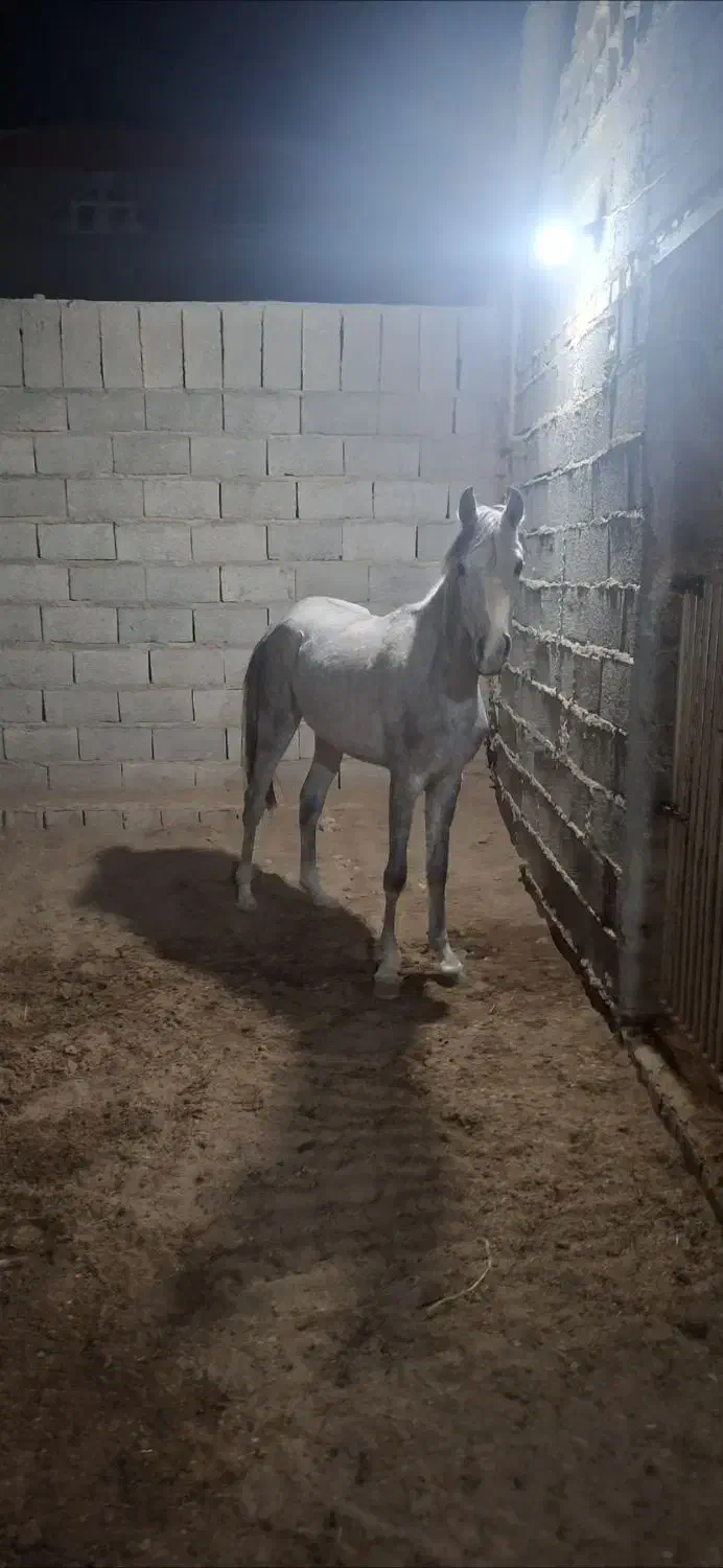 کره مادیون عرب یکسر|اسب و تجهیزات اسب‌سواری|ماهان, |دیوار